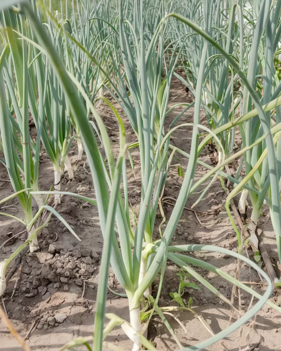 Как вырастить гигантские луковицы и улучшить качество перьев