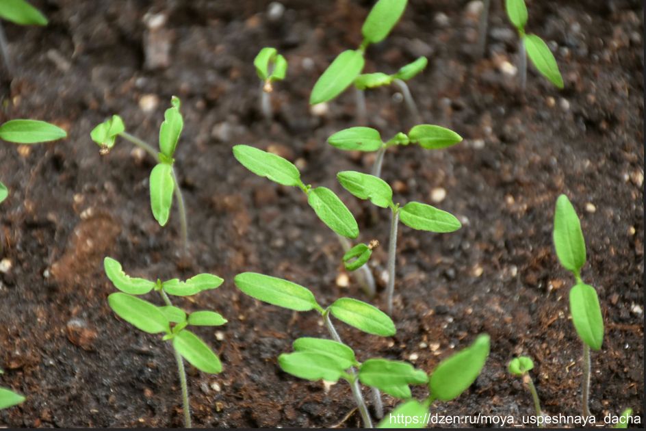 ������� ����� �� �������� ��������: ��� ������������� ����������� � ������� �������� �������