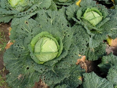 Обрывать или не обрывать: как листья капусты влияют на рост и урожай