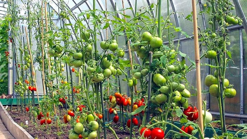 ��� �������� ������� ������ ��� ������ ������� � ������� ��� �������� ������