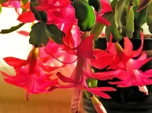 Зимний цветок декабрист: секреты ухода и размножения