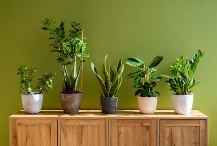 �������� �������� ������ ����������: ���� � ����������