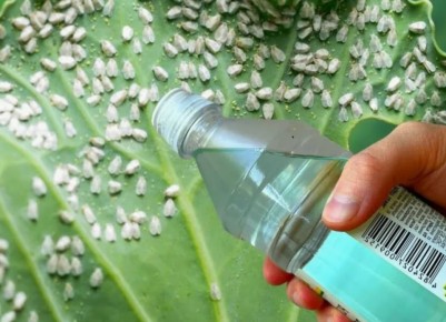 Почему ваши средства борьбы с тлей могут оказаться бесполезными?