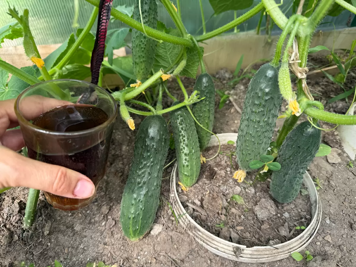 Секреты щедрых огурцов: как получить великолепный урожай всего за ночь