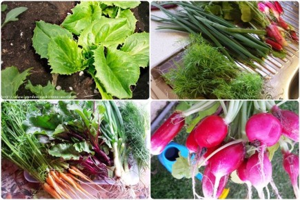 ��� �������� ������� ������: ������ �� ������� �����