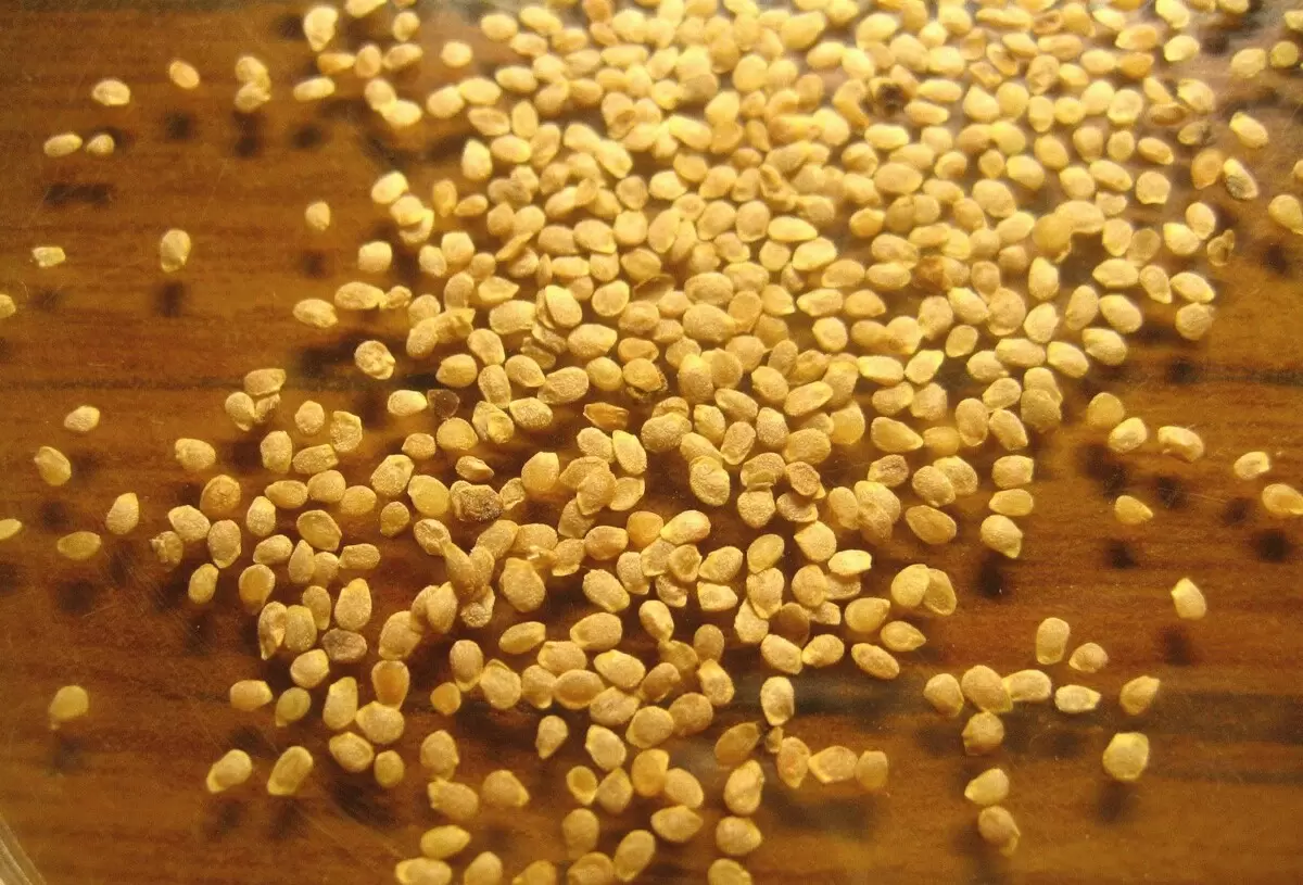 Как получить рекордный урожай картофеля: секреты агрономов