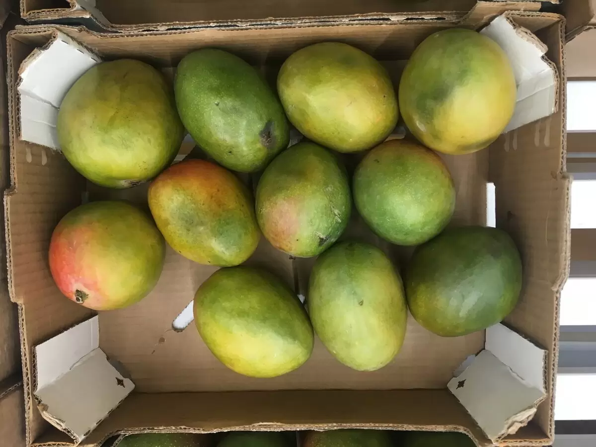 Манго: дар богов или эволюционная ирония?