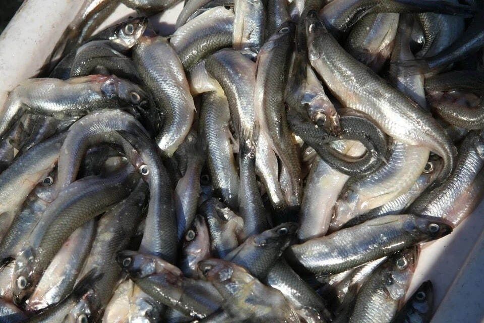 ��� �������� ��������� ����������: ������ ���������������� ��� ������� ����