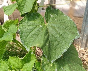 ����������� ������ ������ � ������ ��������� ����� �� ������� ��� ���������