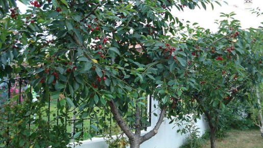 Тревога для садоводов: как распознать и победить вишневую поросль