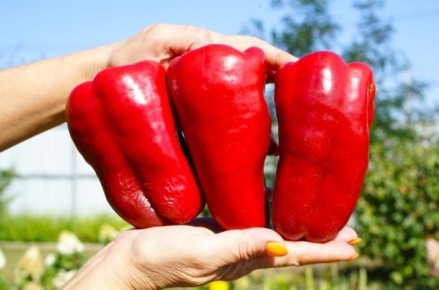 Перец Большая Берта: как получить урожай гигантских плодов с ярким вкусом