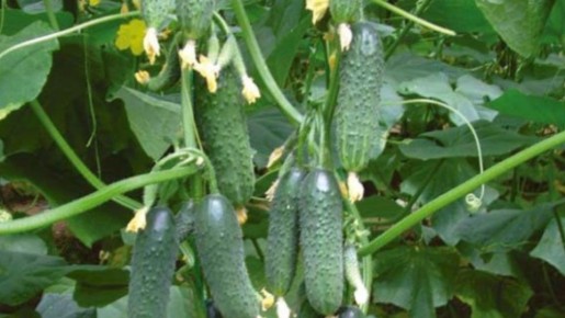 ��� �������� ������������ ������ �������