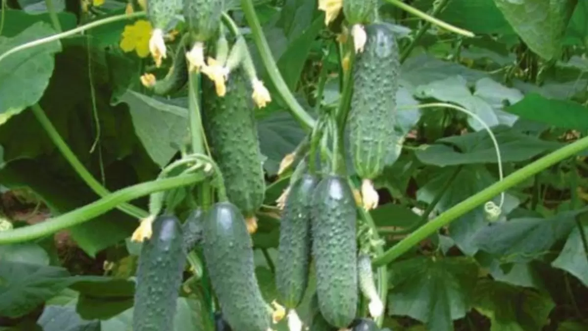 Как получить максимальный урожай огурцов