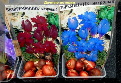 ��� ��������� ���������� ������������: ������� ��������� ����� �� ����������