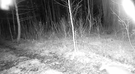 Барсуки коротают вечер в тюменском лесу