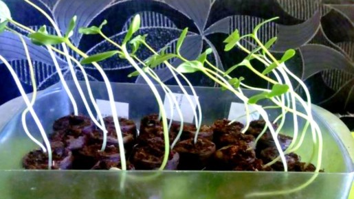 ��� ������ ������������ �������: ����������� ������ �� ������� ���������