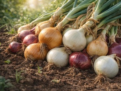 ��� ��������� ������ ������ ����: ������� ����������� ������