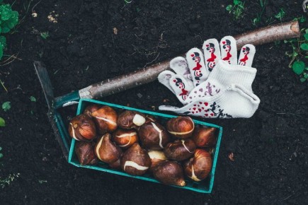 ��� ��������� � ������� �������� ��������: ������ ��� ��������� ������