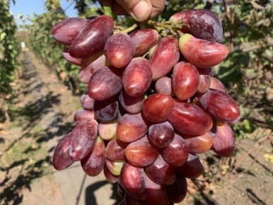 �������� ���-�����: ������� ��������� ��� ������ ����