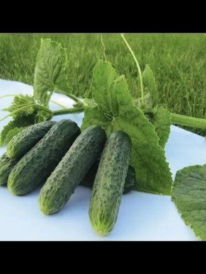 ������ �������: �� ������ ������, � ��������� ������� ��� ������ �������