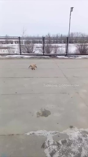 ��������� ������� �������� � ������������ � �������� ����� �� ����