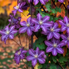 ������� ������ � ����������: ������� ����� ��� ������ ��������