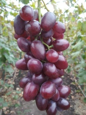 �������� �������-50: ������ ���� � �������, ������� ������� ��� ����