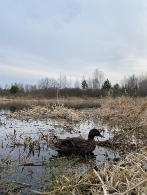 ������ ����. ����� ��� �������� ������������� �������� �� �������