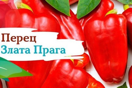 ����� ����� �����: ��, ��� ����� ����� � �������������� �������