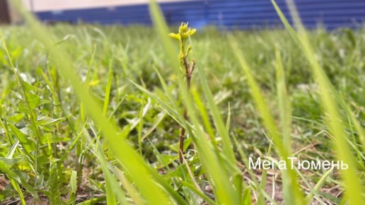 ������� �����������, ��� ����� ��� � ������ �������