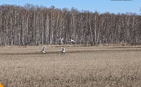 ������-������� ��������� � ���������� ����� ����� �������