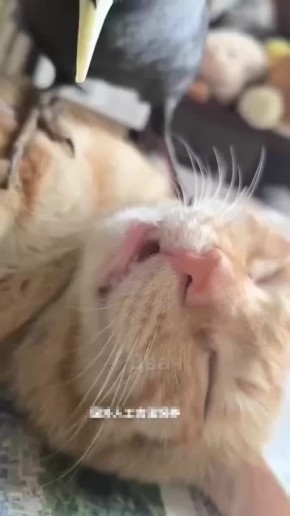 ������ ������� ������������