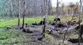 Вот кто уж и знает толк в отдыхе, так это тюменские кабанчики