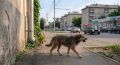Процедуру подачи заявок на отлов бездомных животных упростили в Тюмени