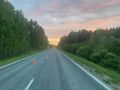 Первое в этом году трагическое ДТП с участием дикого животного произошло в Тюменской области