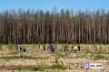 В Тюменской области высаженные в рамках акции "Сад памяти" сеянцы сосны прошли техническую приемку