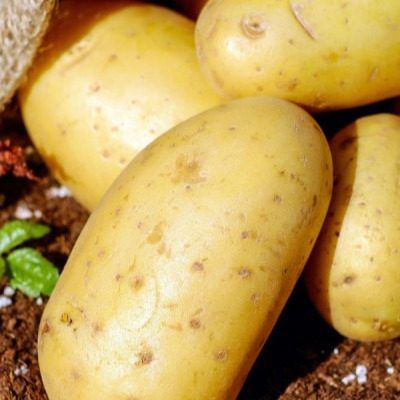 Вкусный картофель Диво Дивное: секреты раннего урожая и отличной лежкости