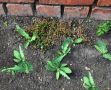 Летнее испытание: как эффективно бороться с сорняками на дачном участке