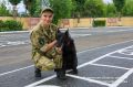 Нюх на победу: в Тюмени соревнуются сильнейшие кинологи Урала