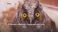 � ������ �������� ��������� ��� ����