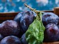 Сливы как искусство: выбираем сладкие сорта для вашего сада