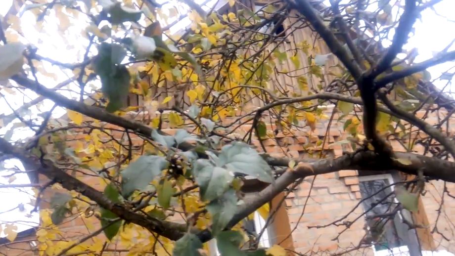 Как обрезка яблонь в августе спасла урожай и увеличила его в два раза