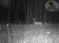 Спокойной ночи. Видео: Охотхозяйство Чугунаевское