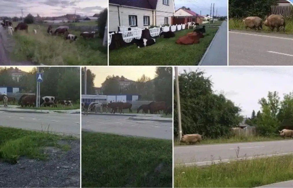 Богандинку кошмарят свиньи и коровы
