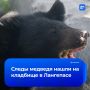 Медведь повадился ходить на кладбище в ХМАО