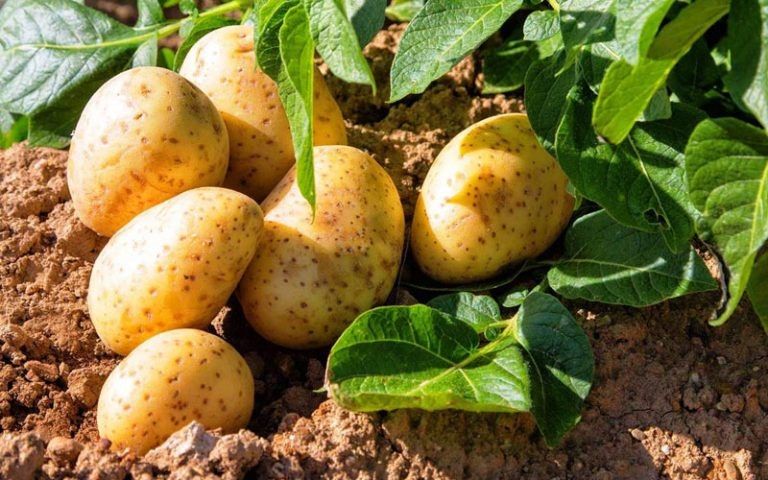 Лучшие желтые сорта картофеля для богатого урожая в 2026 году