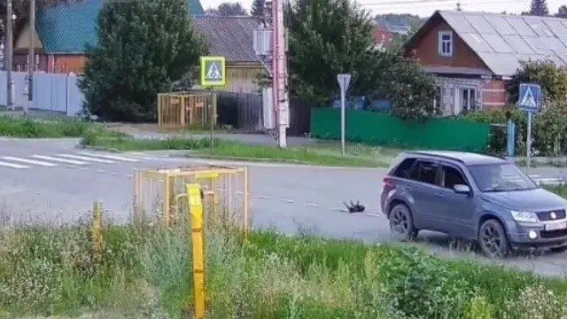 Медики пытаются спасти собаку по кличке Жучка, которую сбила машина на перекрестке в Винзилях Медики пытаются спасти собаку по кличке Жучка, которую сбила машина на перекрестке в Винзилях