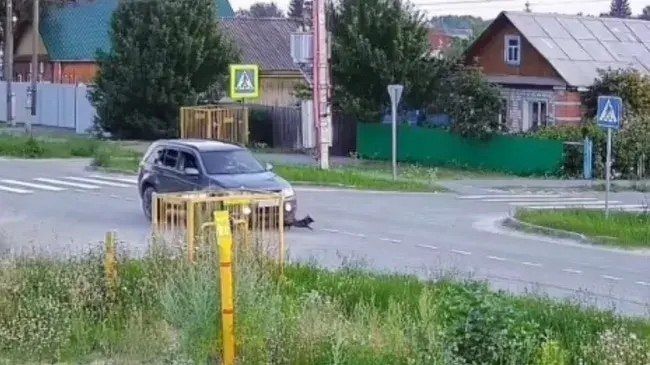 Медики пытаются спасти собаку по кличке Жучка, которую сбила машина на перекрестке в Винзилях Медики пытаются спасти собаку по кличке Жучка, которую сбила машина на перекрестке в Винзилях