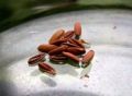 Герань в домашних условиях: секреты успешного выращивания из семян