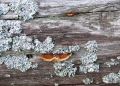 Лишайники на деревьях: что делать и как защитить свой сад?